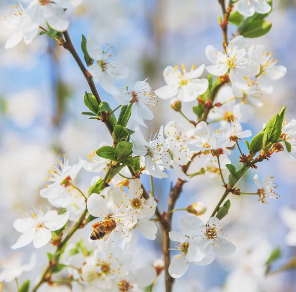 Honigbiene Fliegt Mit Sanftem Fokus Auf Kirschblüte Sakura Spring Season — Stockfoto