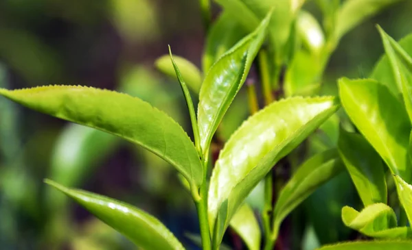 Fondo Hojas Verde Plantación Arbustos Montaña Sri Lanka — Foto de Stock