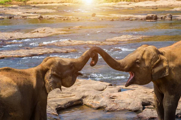 Asia Elephants trunk hugging concept, National Thai Elephant Worldwide Valentine\'s Day