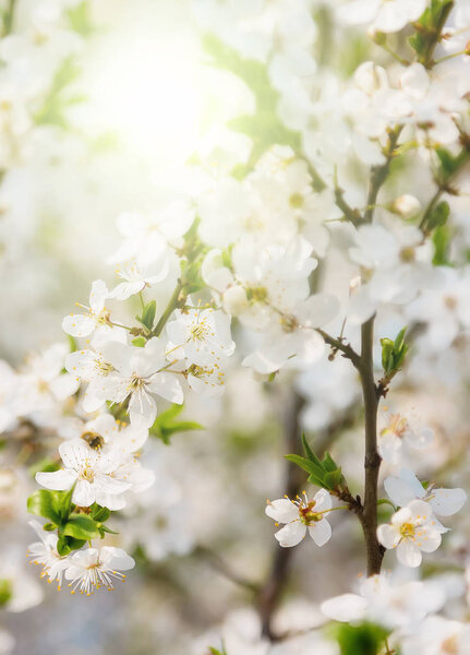 Цветение сакуры Абстрактный размытый фон Весна Белые цветущие цветы

