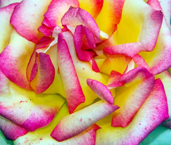 Rosa Ros Blomma Huvudet Gul Bakgrund Natur Påsk Vårblommor Abstrakt — Stockfoto