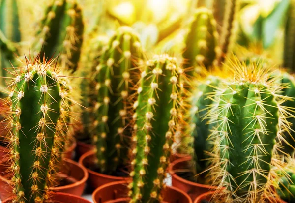 Collezione Deserto Cactus Vasi Fiori Vista Dall Alto — Foto Stock