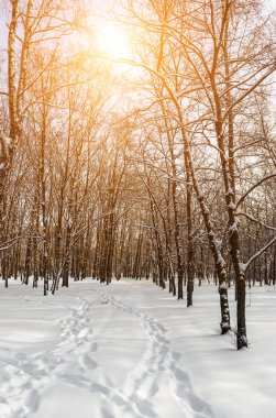 Kar kış ormandaki ağaçlar suşları arasında ormanda günbatımı manzara.