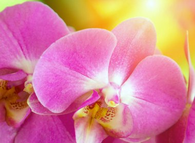 Tropikal bahçe günbatımı sesi-Bahar güneşi gün çiçek kartpostal için Pembe orkide çiçek.