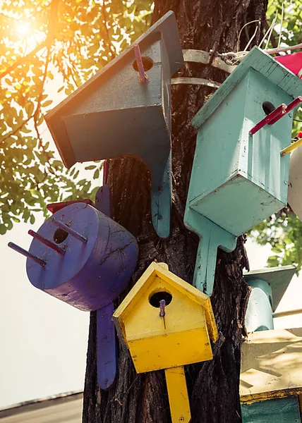 Nature Sunrise Spring Songbird Concept Colorful Bird Nesting Boxes Tree — Stock Photo, Image