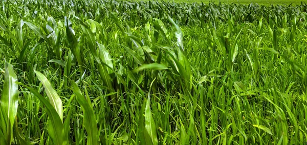 Rij Groene Maïs Groeien Landbouw Veld Voorjaar Dag Achtergrond Natuurlijk — Stockfoto