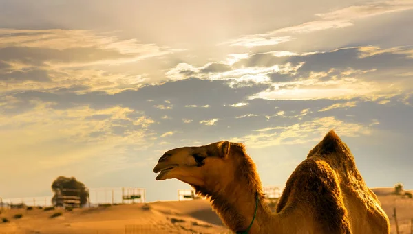 Attrazioni Turistiche Sabbia Deserto Safari Cammelli Dubai — Foto Stock