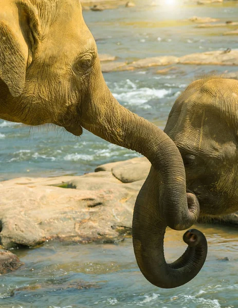 Kissing Trunk Elephants Asia Water Jungle River — Stock Photo, Image