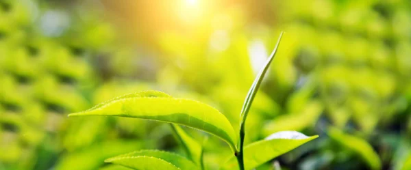 Natural Selected Fresh Tea Leaves Tea Farm Mountain Tea Bushes — Stock Photo, Image