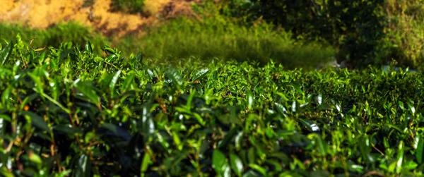 Plantations Background Tea Estate Hill Country District Sri Lanka — Stock Photo, Image