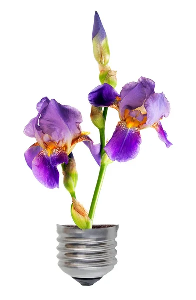 Eko Yeşil Enerji Kavramı Ampul Iris Bitki Yetiştirme Ile Içinde — Stok fotoğraf