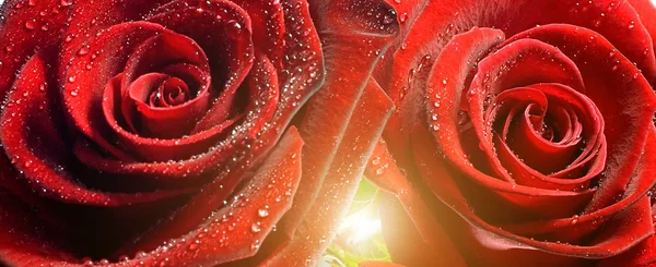 Wet Red Rose Water Droplets Nature Sunrise Spring Concept Valentine Stock Photo