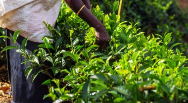 Bahar kadın çay koparma seçkinleri, çay tarlaları arka plan, çay Emlak hill ülke bölge Seylan, Sri Lanka