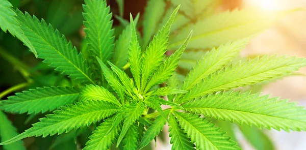 Marijuana Grönt Blad Cannabis Växtekologi Bakgrund — Stockfoto