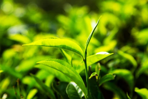 Зеленый Лист Чая Листья Фона Горные Чайные Кусты Плантации Шри — стоковое фото