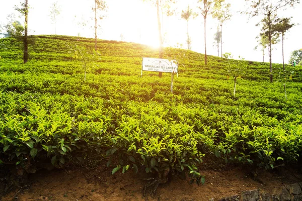 绿茶叶背景 斯里兰卡的山茶灌木种植园 — 图库照片