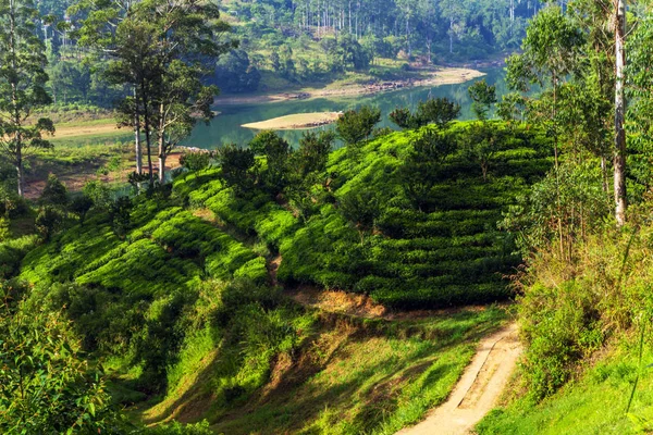 茶园背景 茶园在丘陵国家 Sembuwaththa Matale 区斯里兰卡 — 图库照片