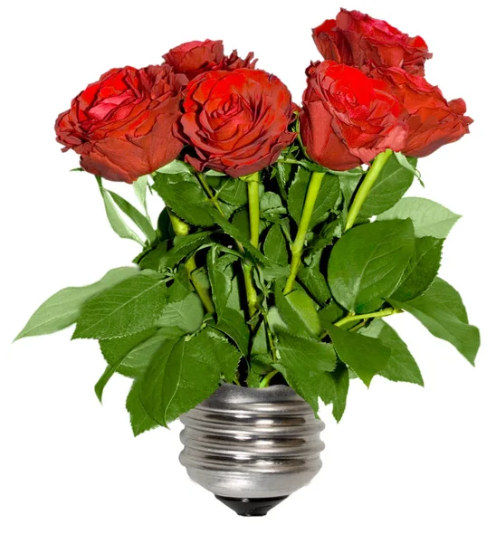 白い背景に分離されたエコ グリーン エネルギー概念電球 植物の成長する赤いバラと電球 — ストック写真