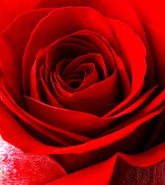 Makro Natura Czerwona Róża Tło Wielkanoc Wiosna Kwiaty Ozdoba Streszczenie — Zdjęcie stockowe