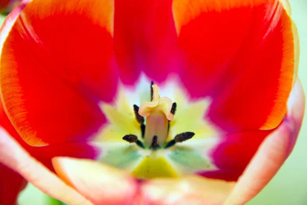 Κόκκινες Τουλίπες Υπόβαθρα Φύση Πάσχα Άνοιξη Λουλούδια Φόντο Αφαιρετική Διακόσμηση — Φωτογραφία Αρχείου