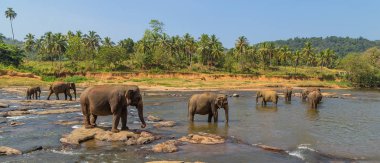 Vahşi Fil Yetimhanesi nehir akışı, Sri lanka