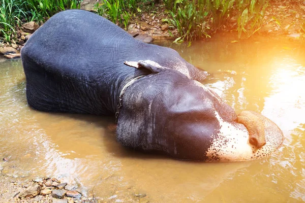 Olifant Attractie Rivier Lente Zon Pinnawala Olifanten Weeshuis Sri Lanka — Stockfoto