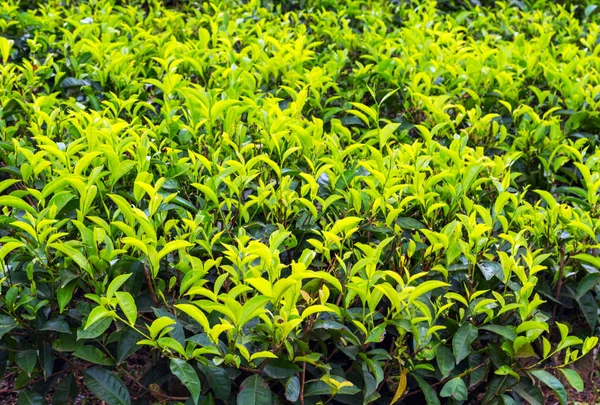 Fondo Hojas Verde Plantación Arbustos Montaña Sri Lanka — Foto de Stock