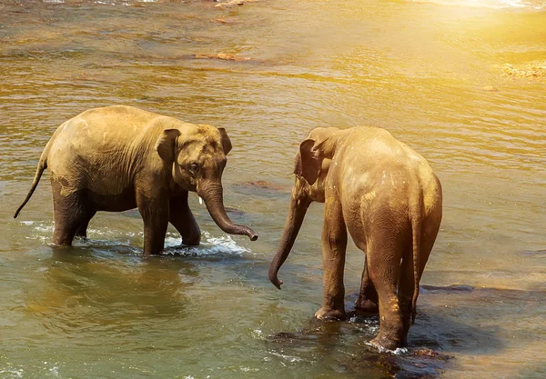 象の魅力川 スリランカのピンナワラ象の孤児院 — ストック写真