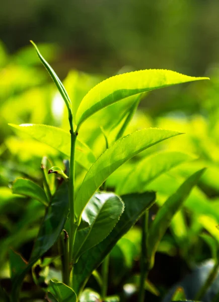 Выбранные Натуральные Свежие Чайные Листья Фоне Чайной Фермы Плантация Горных — стоковое фото