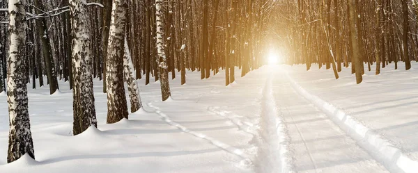 Coucher Soleil Dans Forêt Hiver Paysage Hiver Russe Nature — Photo