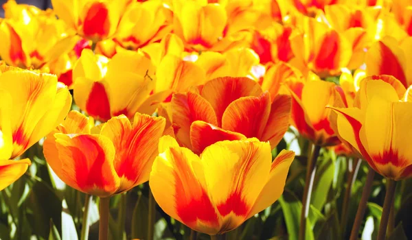 Multicolor Spring Flower Tulp Voorjaar Natuur Achtergrond Van Bloemen Tulpen — Stockfoto