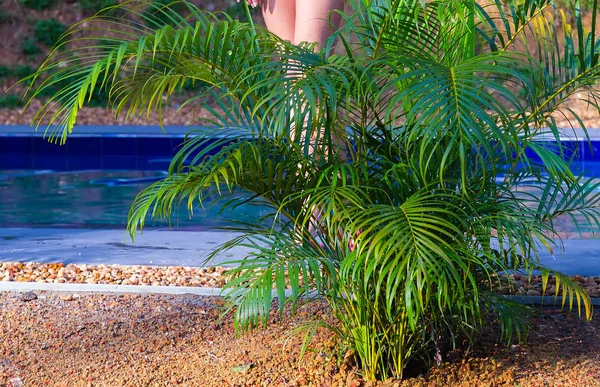 Hermosa Joven Modelo Posando Relajándose Hotel Con Árboles Tropicales Piscina — Foto de Stock