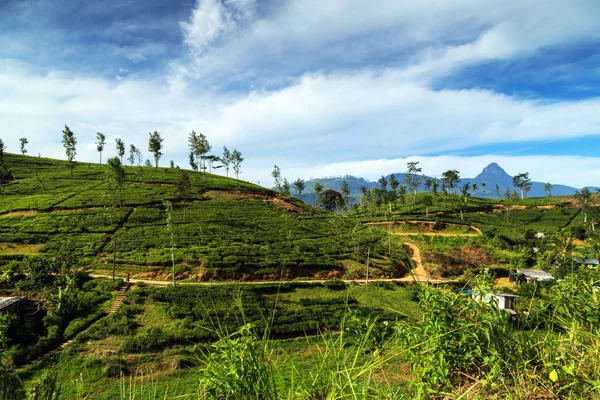 Green tea plantation in up country near Nuwara Eliya, mountain tea bushes plantation in Sri Lanka