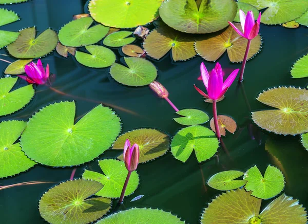 莲花叶水花粉红色在水自然背景 — 图库照片