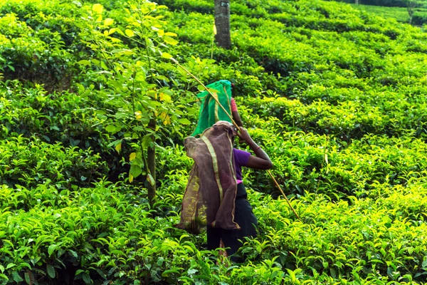 春天女性摘茶采摘采摘采摘者 茶园背景 茶园在山区乡村区斯里兰卡 — 图库照片