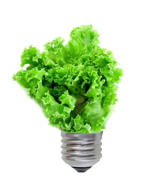 グリーン エネルギー概念の電球 野菜サラダ レタスの成長の Lollo ロッソ電球内部白い背景の分離 — ストック写真
