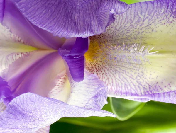 Bleu Iris Fleur Juno Planifolia Détails Extrême Milieux Nature Pâques — Photo