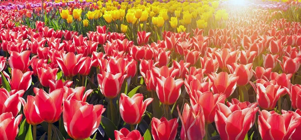 Primavera Multicolore Tulipano Sfondo Naturale Fiori Campo Tulipani — Foto Stock