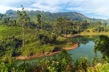 Arka plan bahçe doğal, dağ çayı çalılar plantasyon Gölü Sri Lanka yeşil çay yaprakları