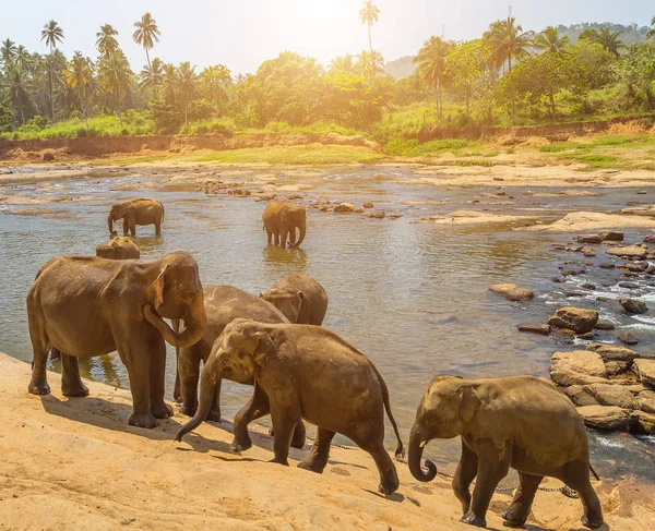Elefantes Manada Bebiendo Pozo Agua Orfanato Arroyo Del Río Sri — Foto de Stock