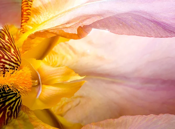 Iris Yellow Blue Flower Juno Planifolia Details Extreme Close Backgrounds — Stock Photo, Image