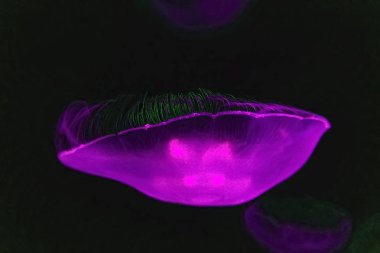 Deniz deniz anası sualtı mor ışık efekti arka plan yumuşak odak kapalı.