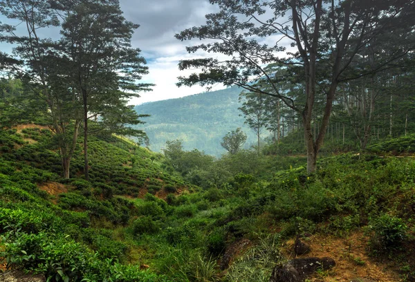 Fondo Hojas Verde Plantación Arbustos Montaña Sri Lanka — Foto de Stock