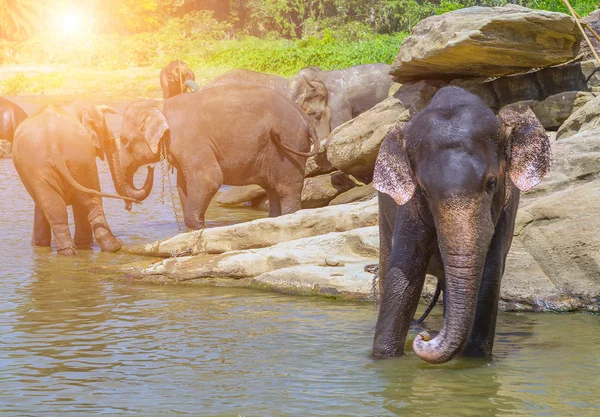 Happy Elephantfamily Asia Elephants tropical summer in river Ceylon, Sri Lanka