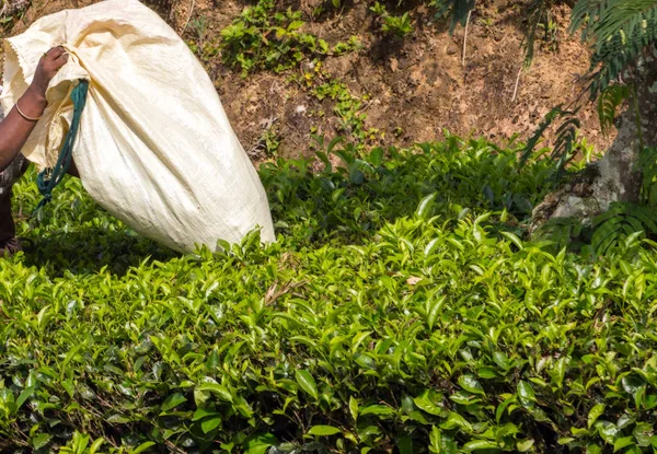 Tavaszi Női Tea Szedés Tipp Tea Ültetvényeket Háttér Tea Ingatlan — Stock Fotó