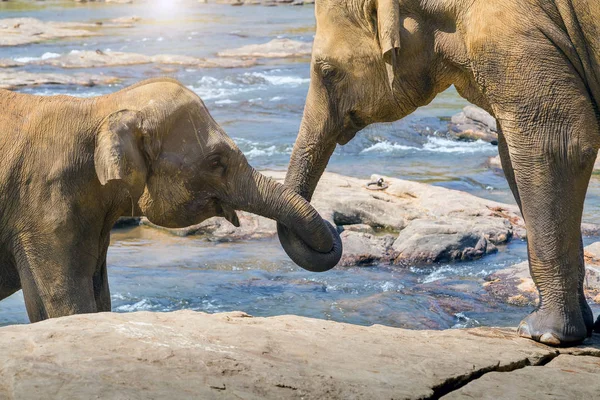 Kissing Trunk Elephants Family Water Jungle River Asia Elephant Sri — Stock Photo, Image