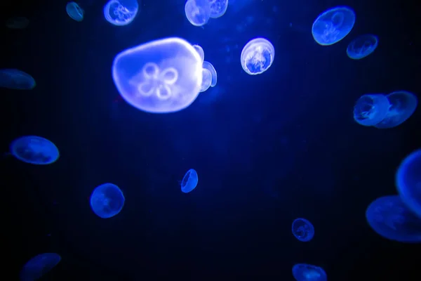 Enfoque Suave Medusas Mar Efecto Luz Submarina Fondo Azul Negro — Foto de Stock