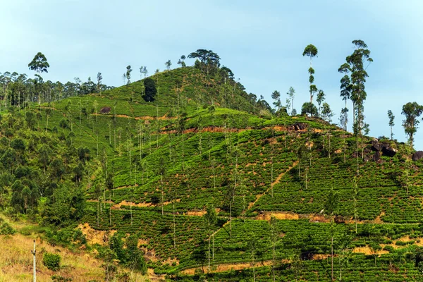 The tea plantations background, Tea estate in hill country District Sri Lanka