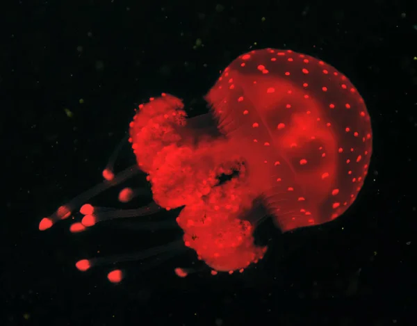 Θαλασσινές Μέδουσες Κοινή Υποβρύχια Φως Επίδραση Ζουν Κοραλλιών — Φωτογραφία Αρχείου