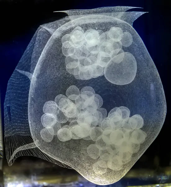 Sea Jellyfish Underwater Light Effect Background Sanderia Malayensis Jellyfish — Stock Photo, Image